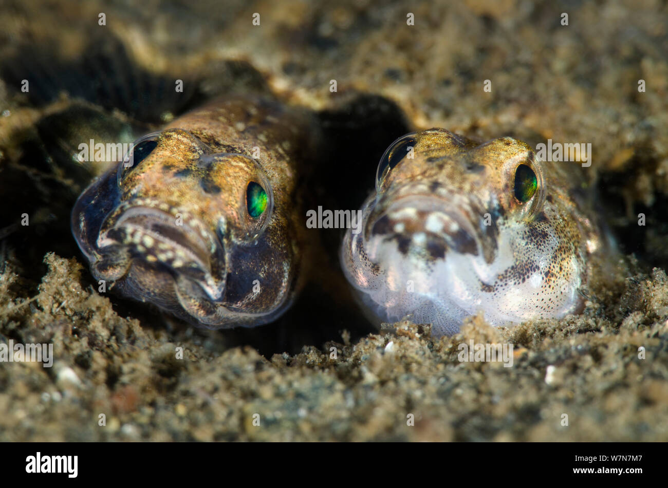 Paar lackierte Grundeln (Pomatoschistus pictus) Paarung und Eiablage in einem Graben, desto dunkler gefärbte Fische ist der männliche, Loch Creran, Oban, Schottland, UK, Juni Stockfoto