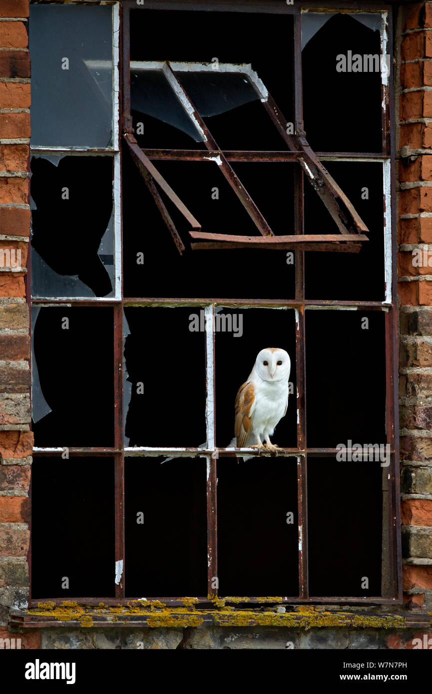 Schleiereule (Tyto alba) in gebrochenen Fenster Rahmen thront. Wales, UK, März. Stockfoto
