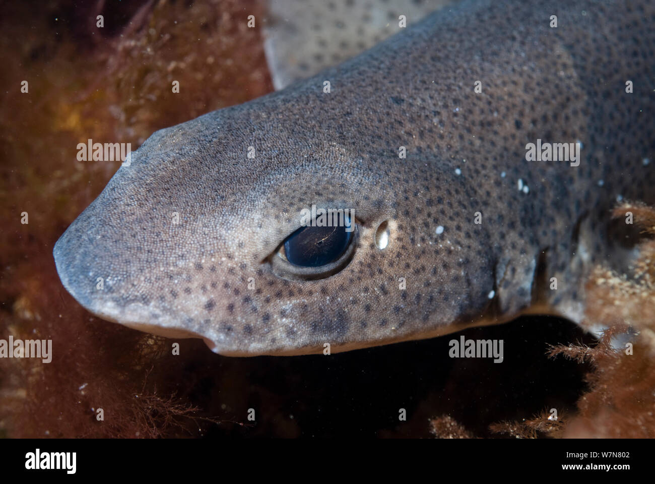 Weniger Katzenhai (scyliorhinus Canicula), Plymouth, Devon, England, UK, Juni Stockfoto