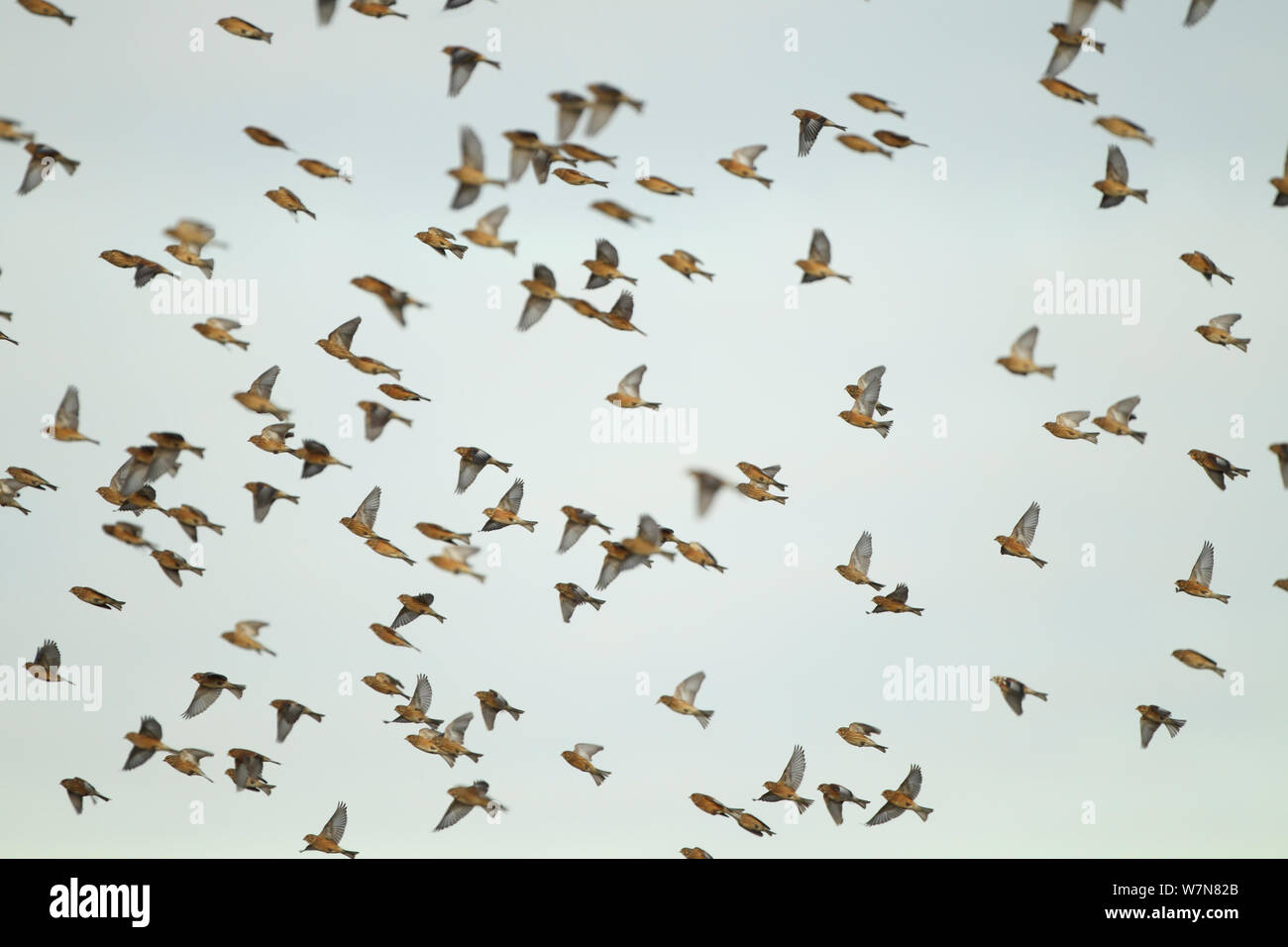 Eine Herde von Hänflinge (Carduelis cannabina) im Flug über Ackerland, Hertfordshire, England, UK, Dezember Stockfoto