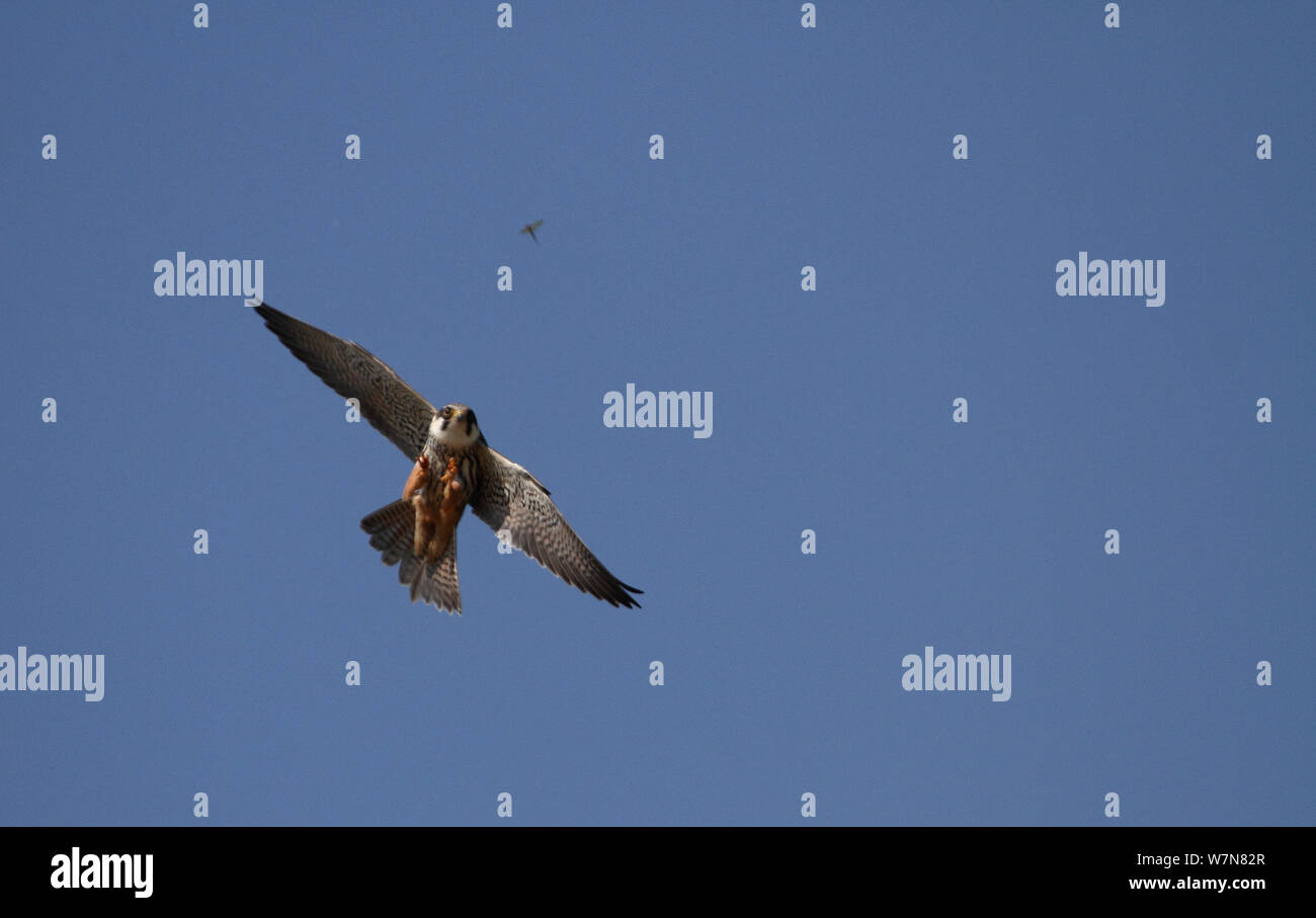Hobby (Falco subbuteo) Jagd Libellen, Hertfordshire, England, UK, April Stockfoto