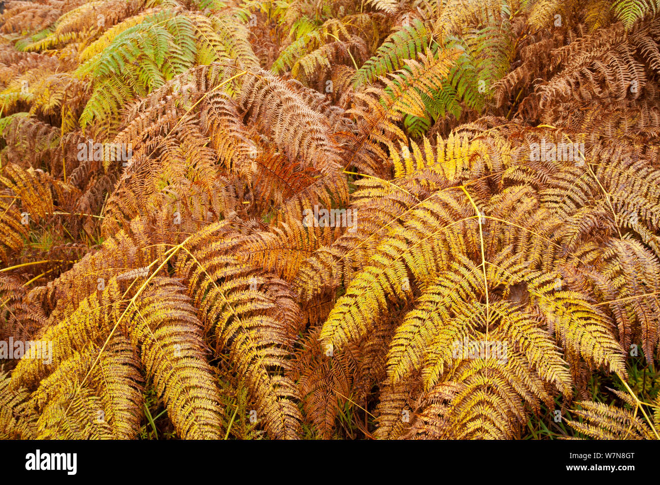 Adlerfarn (Pteridium aquilinium) Wedel im Herbst, Glen Affric, Schottland, Großbritannien, Oktober. Wussten Sie schon? Adlerfarn ist evolutionär sehr erfolgreich, mit einem fossilen Datensatz zurück 55 Millionen Jahre. Stockfoto