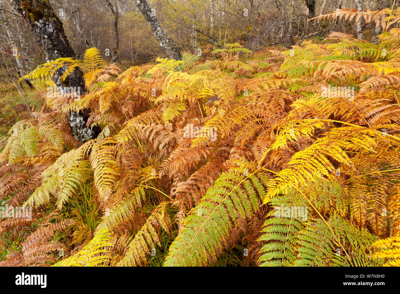 Adlerfarn (Pteridium aquilinium) Wedel im Herbst, Glen Affric, Schottland, Großbritannien, Oktober Stockfoto