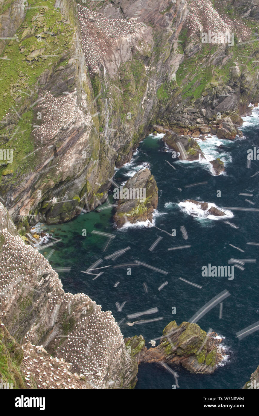 Gannett (Morus bassanus) Kolonie, Langzeitbelichtung, Flug Trails. Naturschutzgebiet Hermaness, Shetlandinseln, Schottland, Juli. Stockfoto