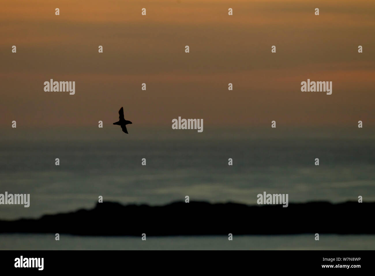 Papageitaucher (Fratercula arctica) im Flug bei Sonnenuntergang. Shetlandinseln, Schottland, Juli. Stockfoto