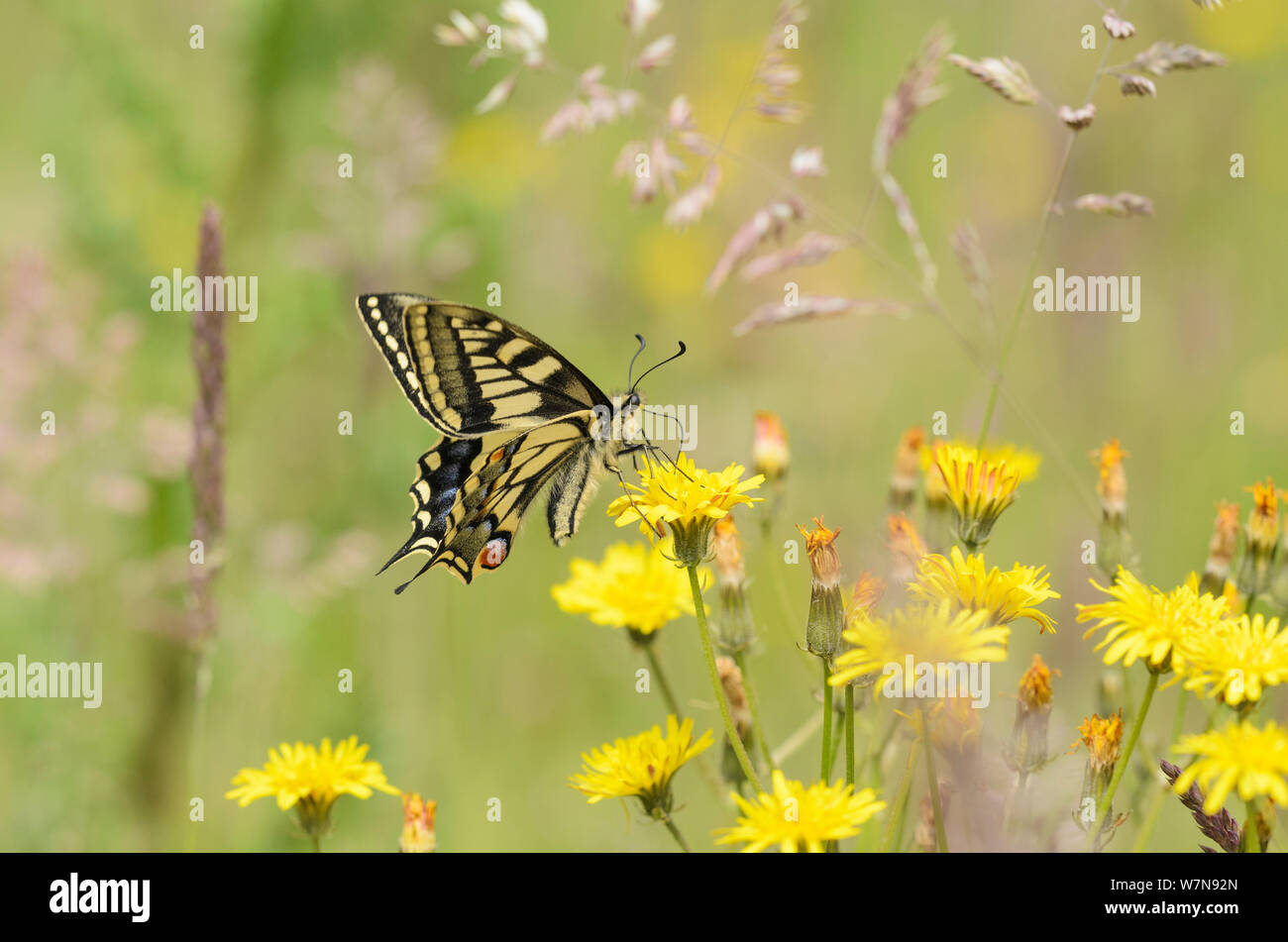 Schwalbenschwanz Schmetterling (Zygaena Filipendulae britannicus) Fütterung auf hawkbit Blume. Strumpshaw Fen, Norfolk, Juni. Wussten Sie schon? Swallowtail Schmetterlinge sind die größten Schmetterlingsarten in Großbritannien - mit einer Spannweite von 10 cm. Stockfoto