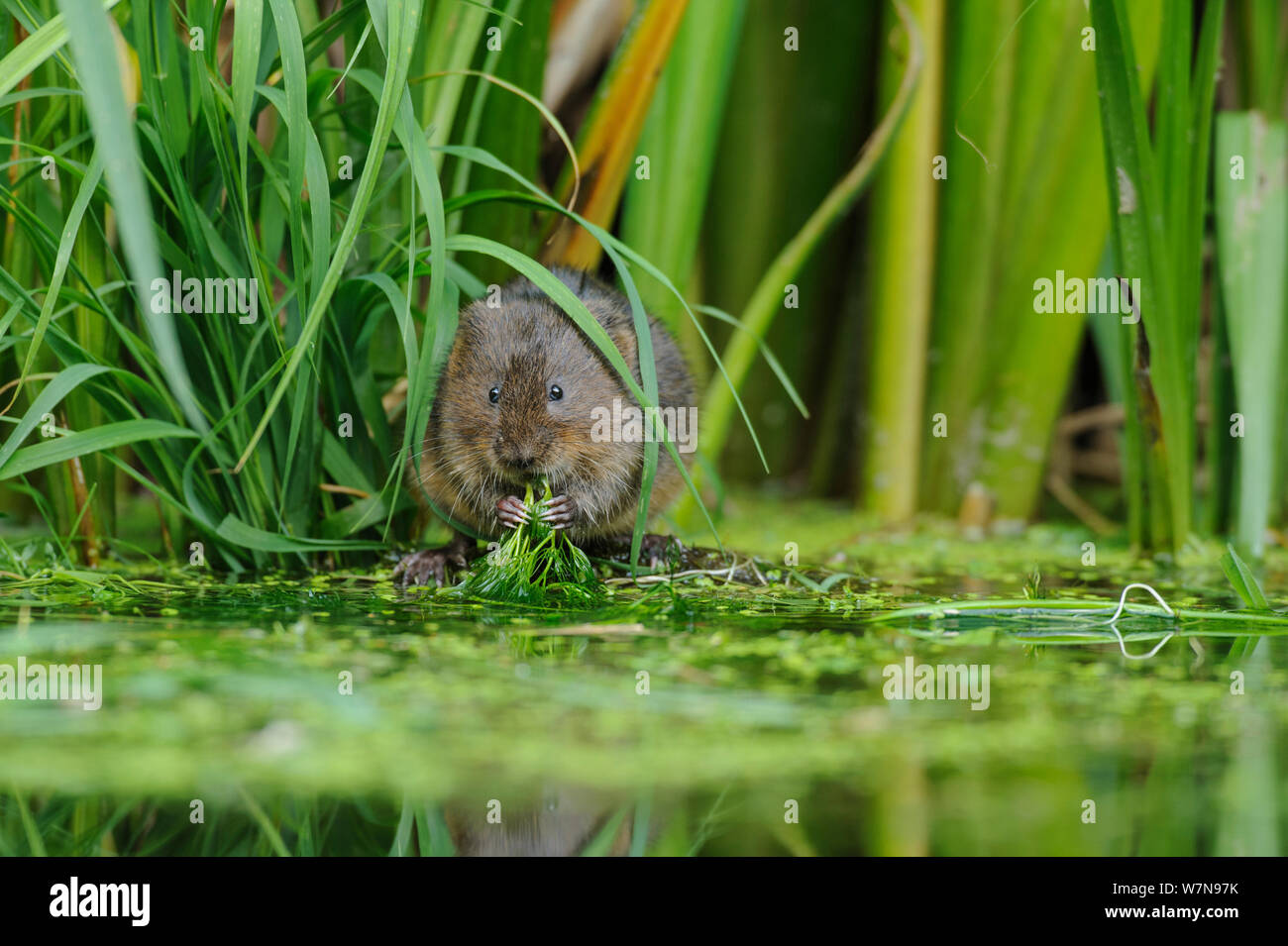 Schermaus (Arvicola Amphibius / Terrestris) von Wasser auf Nahrungssuche. Kent, UK, August. Stockfoto