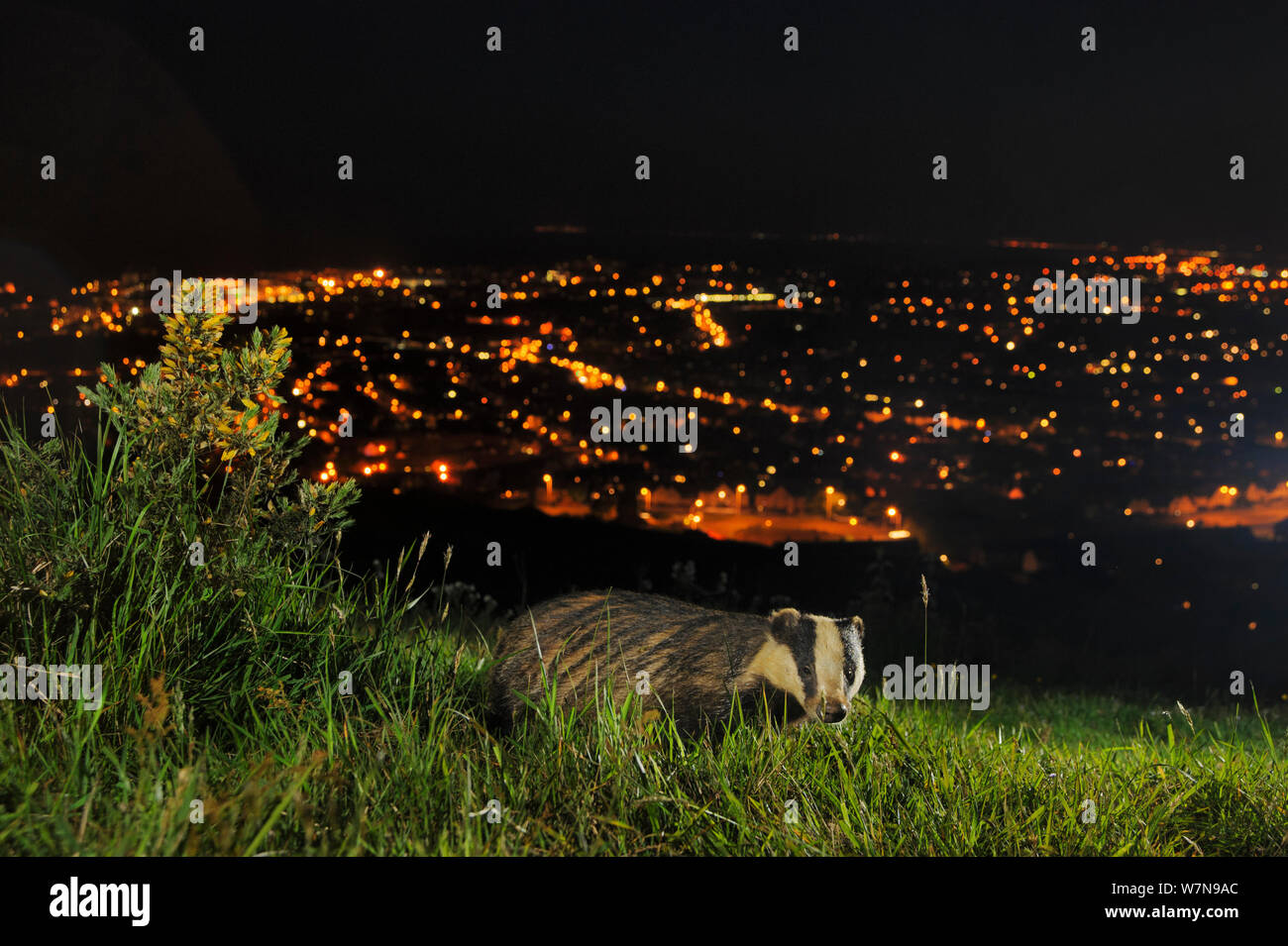 Europäischer Dachs (Meles Meles) auf den North Downs über Folkestone, Kent, UK, Juni. Kamera-Falle-Foto. Stockfoto