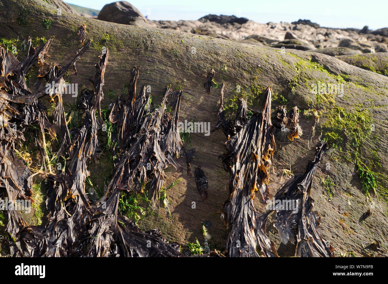 Lila Laver (Porphyra umbilicalis), eine essbare Algen für Nahrungsmittel in Teilen des Vereinigten Königreichs erhoben, wächst an Sandstein hoch oben auf einem felsigen Ufer, Wembury, Devon, UK, August. Stockfoto