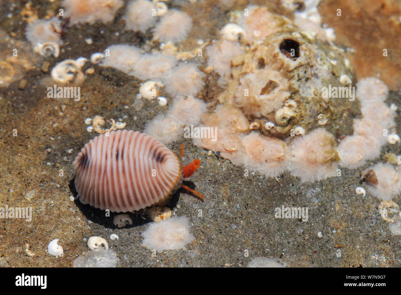 Gefleckte cowrie (Trivia monacha) Kriechen über barnacle verkrustete subtidal Rock mit Siphon und Tentakeln sichtbar, in der Nähe von Falmouth, Cornwall, UK, August. Stockfoto