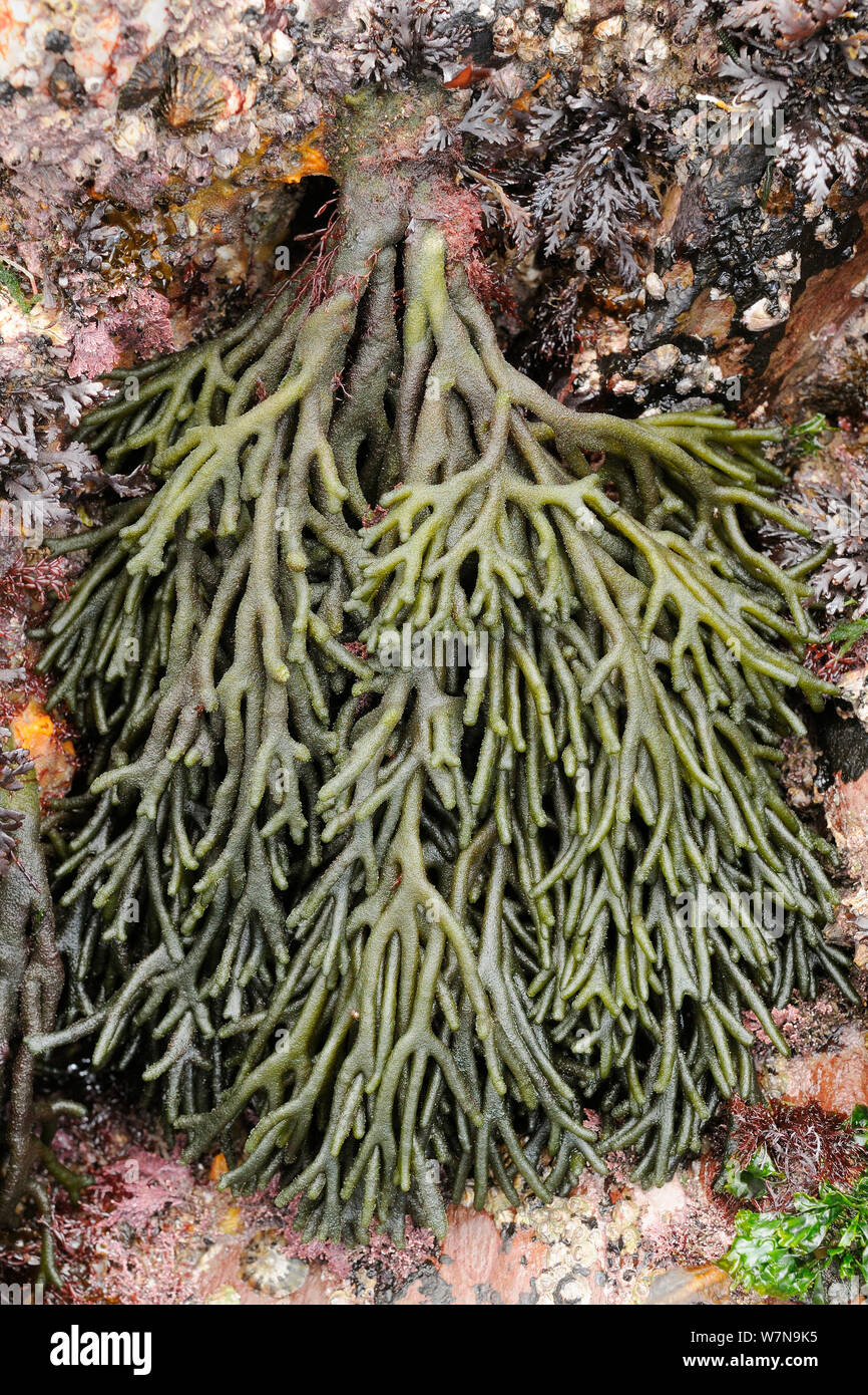 Velvet Horn/Spongeweed (Codium Tomentosum) Klumpen, die auf Felsen wachsen niedrig am Ufer, Wembury, Devon, UK, August. Stockfoto