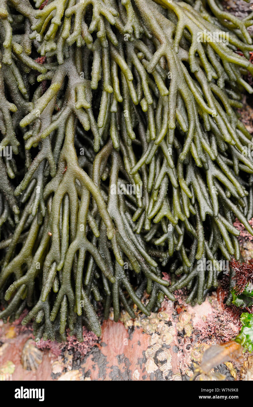 Nahaufnahme von Velvet Horn/Spongeweed (Codium Tomentosum) Verzweigung Wedel wachsen auf Felsen niedrig am Ufer, Wembury, Devon, UK, August. Stockfoto