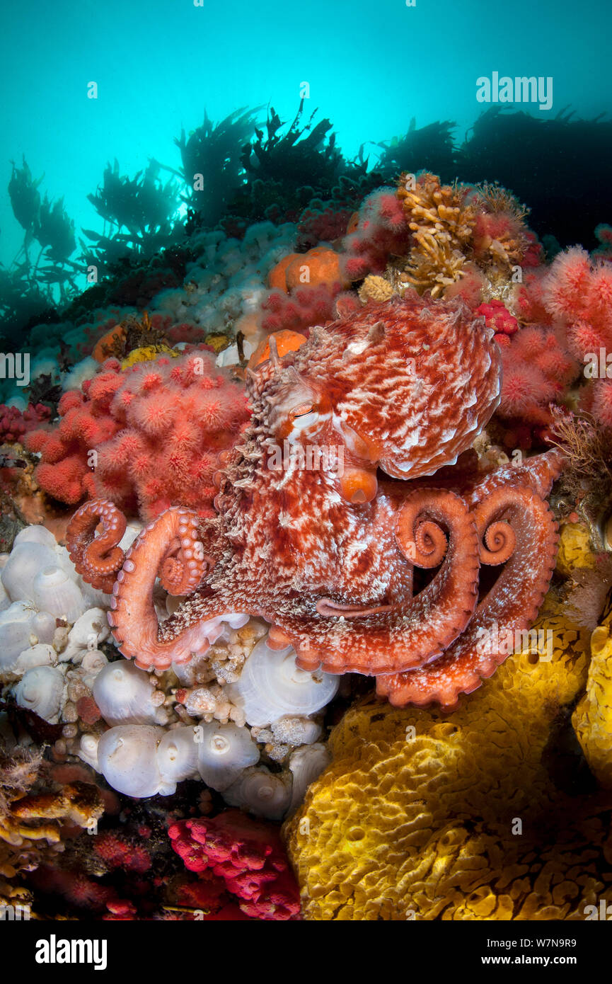Pacific giant Octopus (Enteroctopus dofleini) Jagt für Essen auf ein farbenfrohes Riff in Browning, Vancouver Island, British Columbia, Kanada Stockfoto