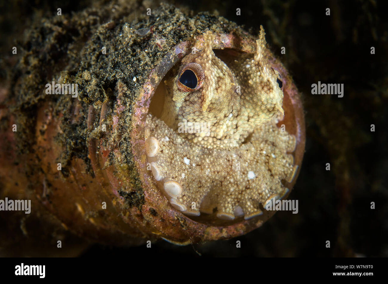 Eine geäderte Octopus (Amphioctopus Marginatus) Peers von einem weggeworfenen Plastikflasche. Fehlt ein Skelett, Kraken kann squeese ihre Körper in die kleinsten Räume und durch die Winzigsten Löcher. Lembeh Strait, Molucca Sea, Nord Sulawesi, Indonesien. Süd Ost Asien. Stockfoto