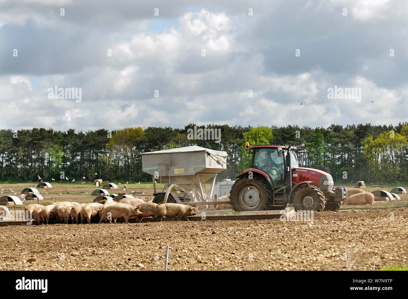 Kommerziellen Schweinefarm Traktor abfüllen Futter zu Futtertrögen, Norfolk, UK, Mai Stockfoto