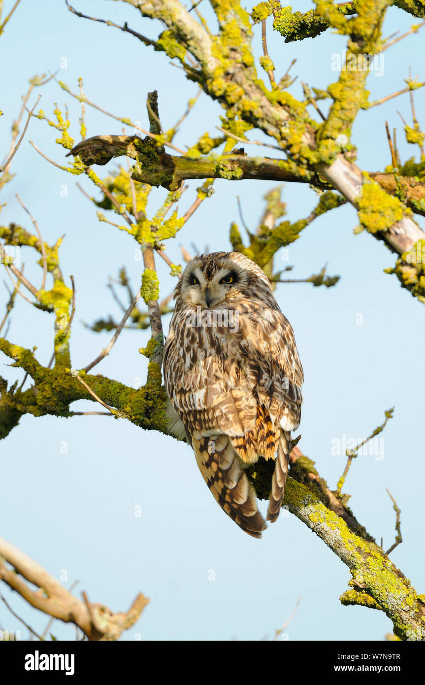 Short eared owl, (Asio Flammeus) in Elder Bush an einem sonnigen Morgen, Norfolk, UK, Mai gehockt Stockfoto