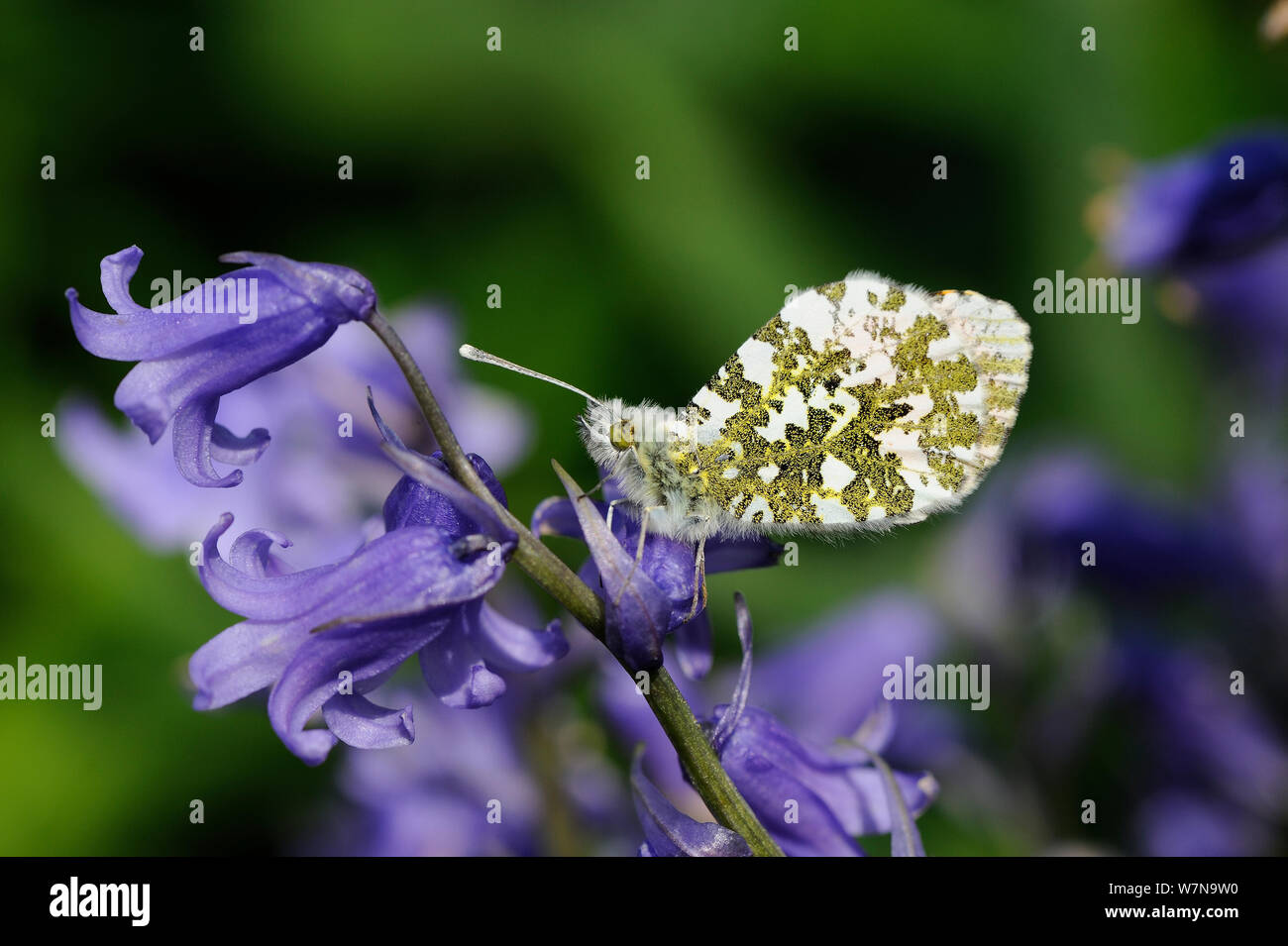 Orange tip Schmetterling, (Anthocharis cardamines) Weibliche ruht auf Bluebell Blume, Norfolk, England Stockfoto