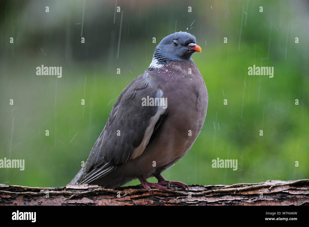 Ringeltaube (Columba palumbus) auf Niederlassung im strömenden Regen, Belgien, Juli Stockfoto