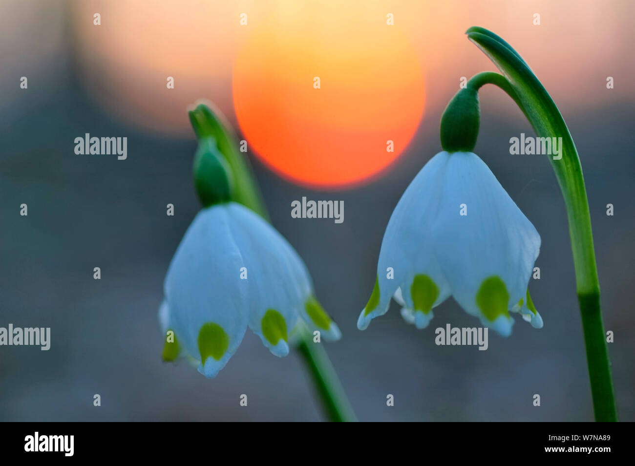 Märzenbecher (Leucojum vernum) close-up, Februar Stockfoto