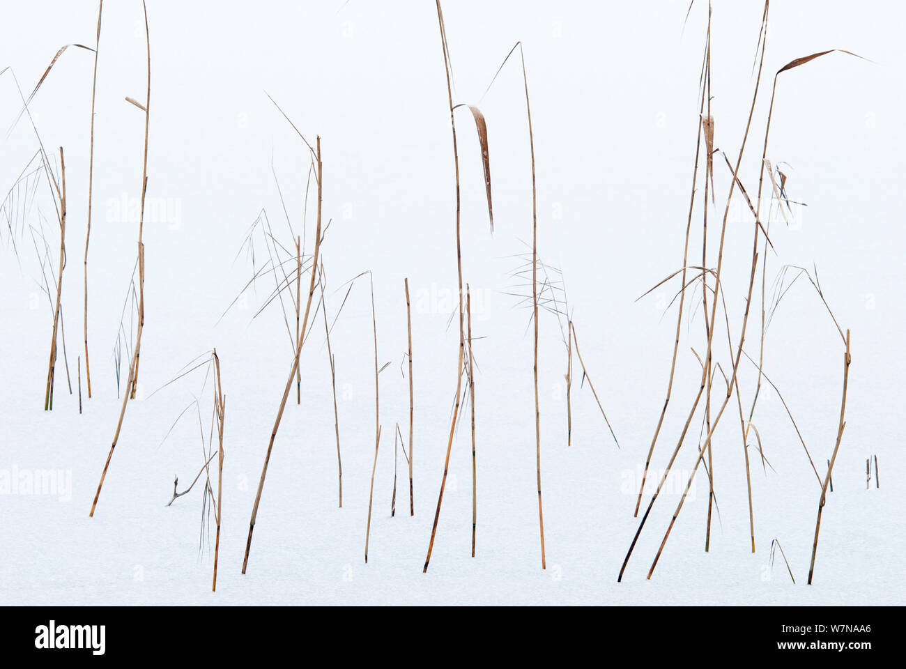 Schilf (Phragmites australis) tote Stämme über Schnee, Mecklenburg-Strelitz, Mecklenburg-Vorpommern, Deutschland, Dezember Stockfoto