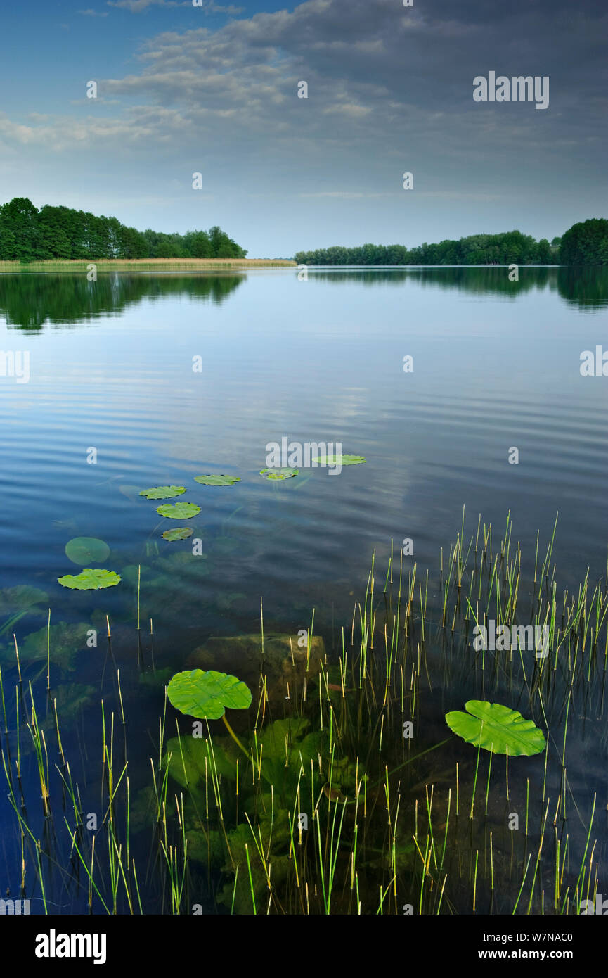 Sehen/Wanzkaer See mit seerose Blätter, Mecklenburg-Vorpommern, Deutschland, Mai Stockfoto