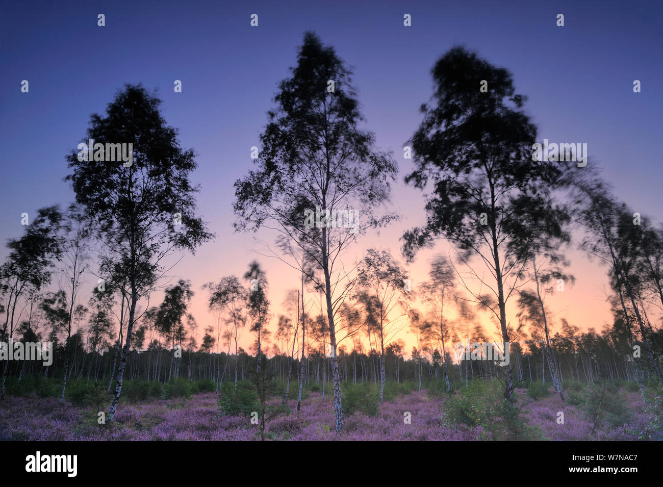 Europäische Birke (Betula pubescens) Bäume in gemeinsamen Heidekraut (Calluna vulgaris) Blühende, Reicherskreuzer Heide/Heide, Schlaubetal, Deutschland, am frühen Morgen, kann Stockfoto