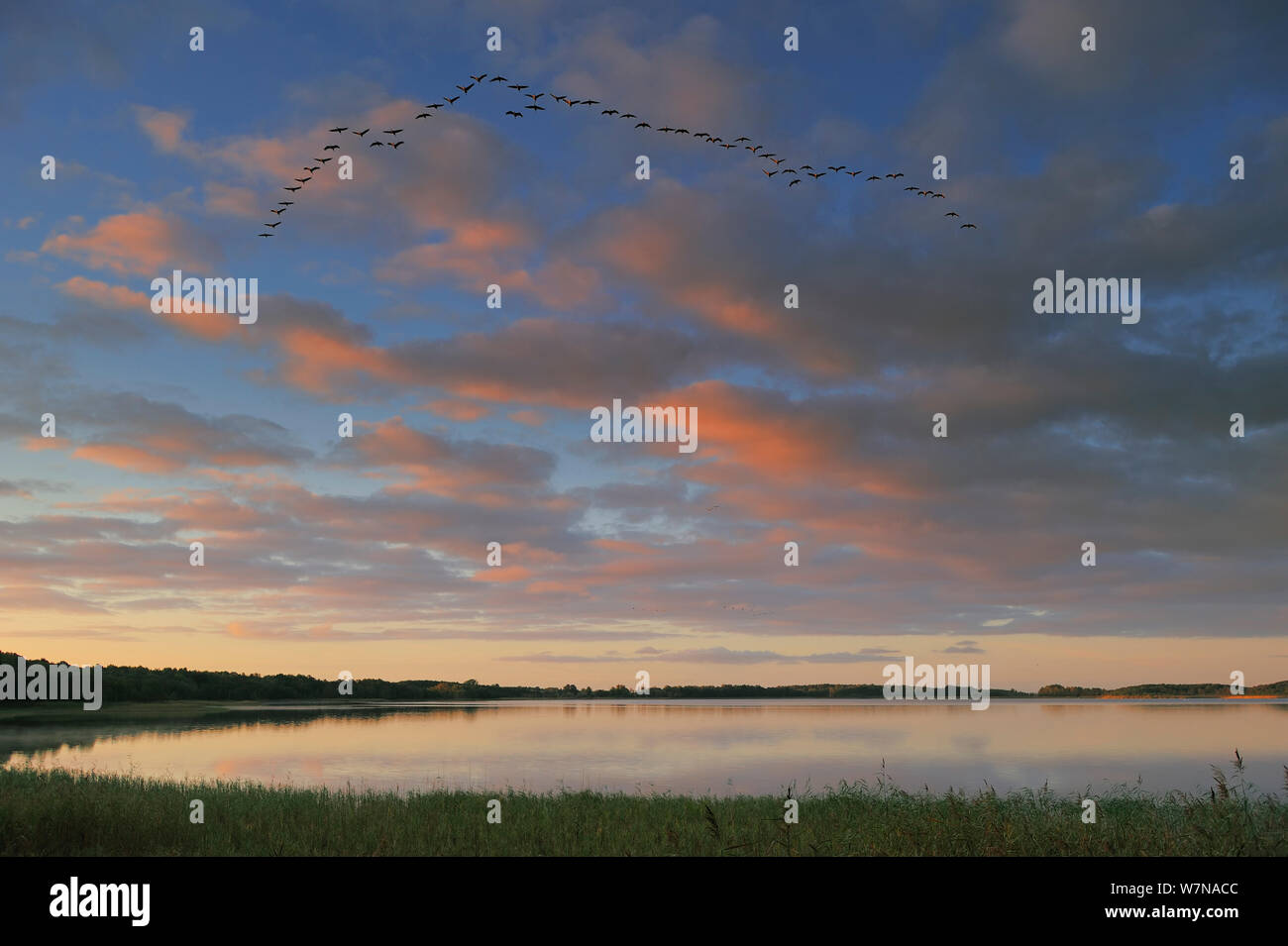 Kranich (Grus Grus) im Formationsflug in der Morgendämmerung, Rederangsee, Müritz Nationalpark, Deutschland, September Stockfoto