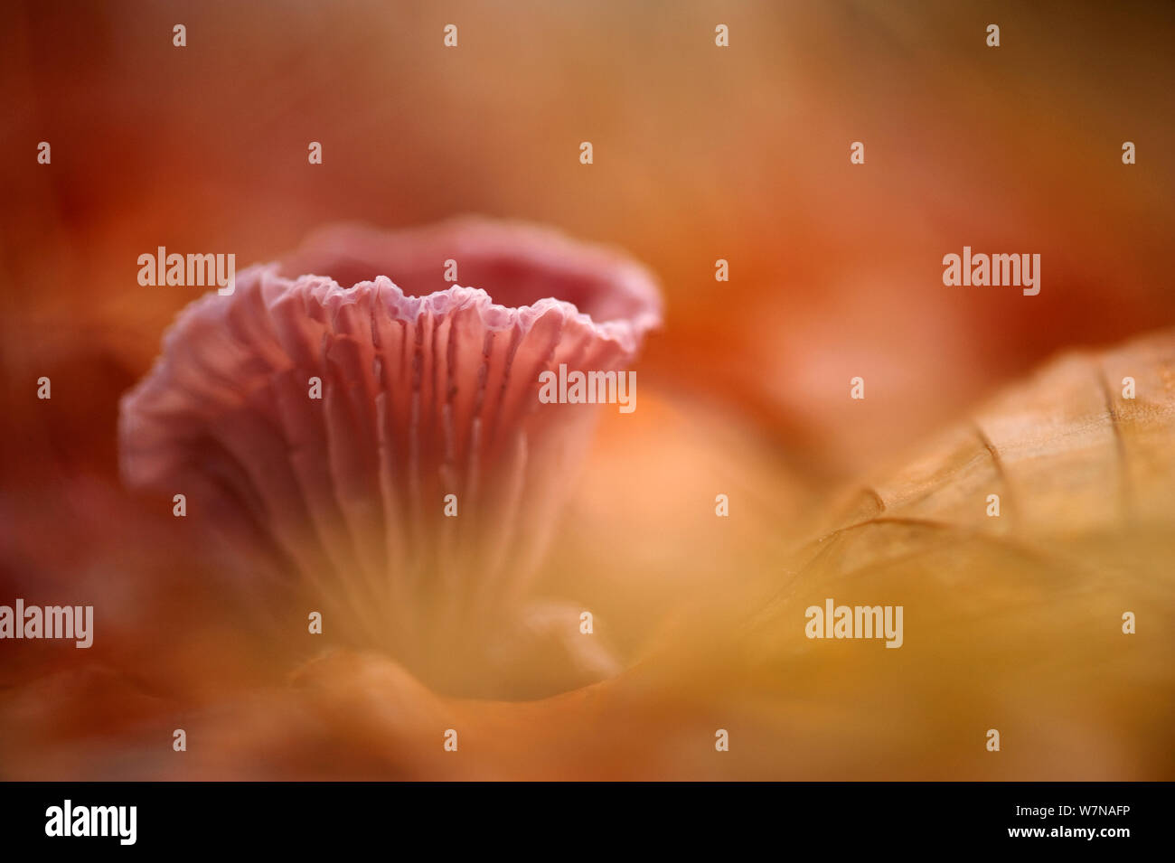 Fliegenpilz, wahrscheinlich Amethyst Betrüger, (Laccaria amethystea/amethystina) Deutschland, November Stockfoto