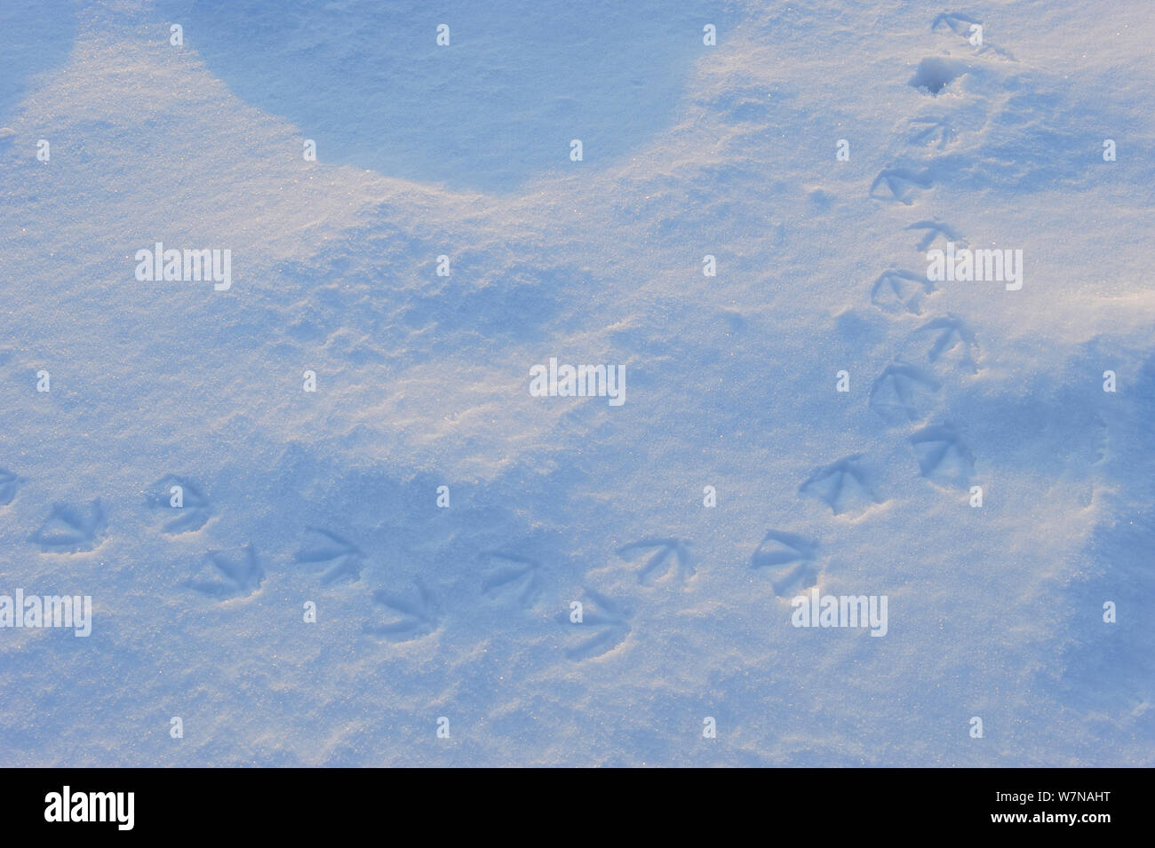 Eurasischen Blässhuhn (Fulica atra) Spuren im Schnee, Januar Stockfoto