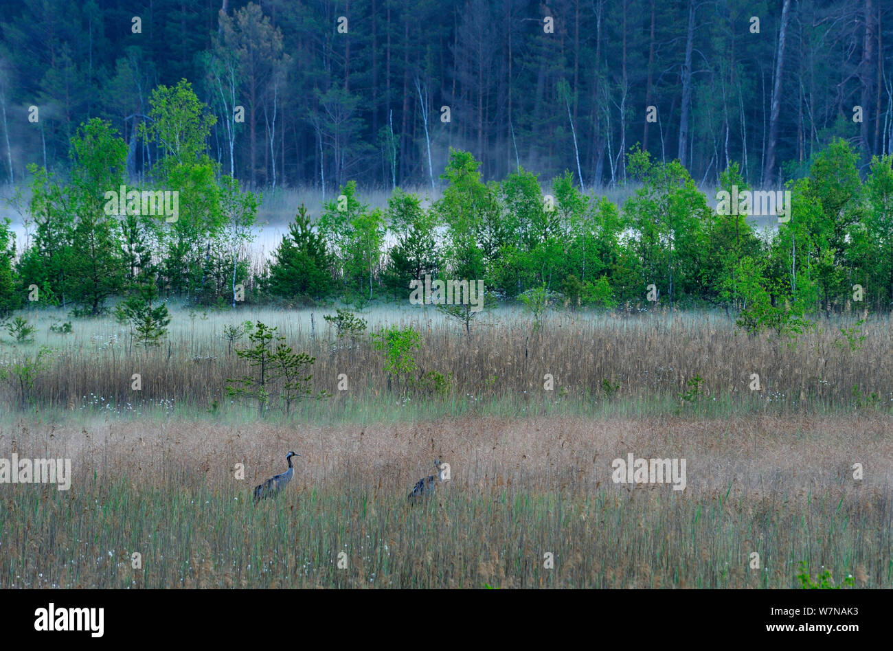 Kranich (Grus Grus) in Feuchtgebieten Lebensraum, mit Nebel Wald im Hintergrund, Serrahnbruch, Müritz Nationalpark, Deutschland, Mai Stockfoto