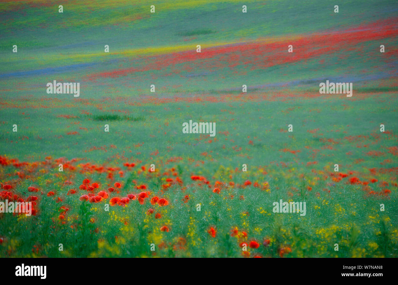 Mais Mohn (Papaver rhoeas) in Blüte unter den blühenden Raps (Brassica napus) Erntegut, Müritz, Mecklenburg-Vorpommern, Deutschland, Juni Stockfoto