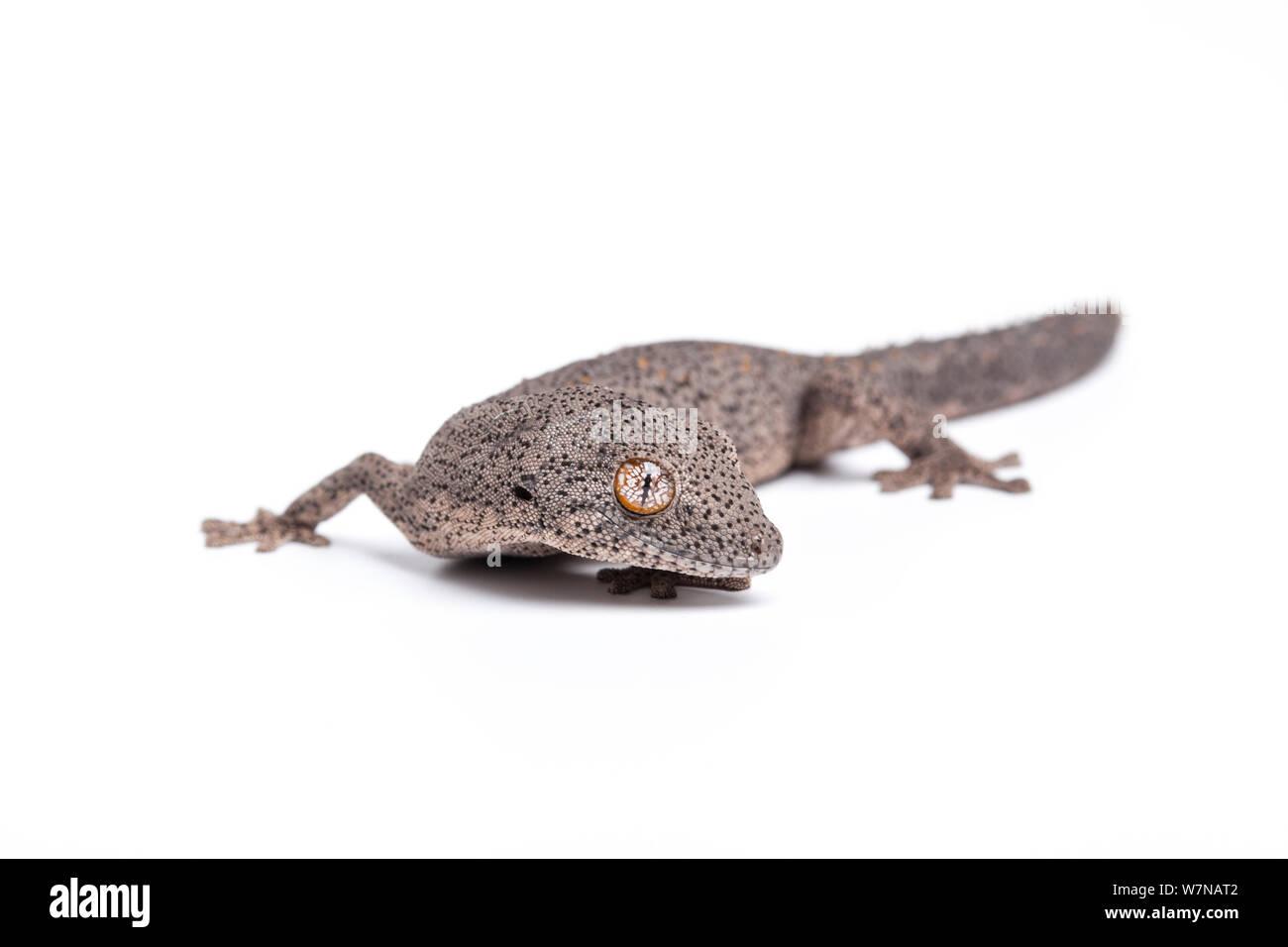 Östlichen stacheligen-tailed Gecko (Strophurus williamsi), Captive, tritt auf, Australien Stockfoto