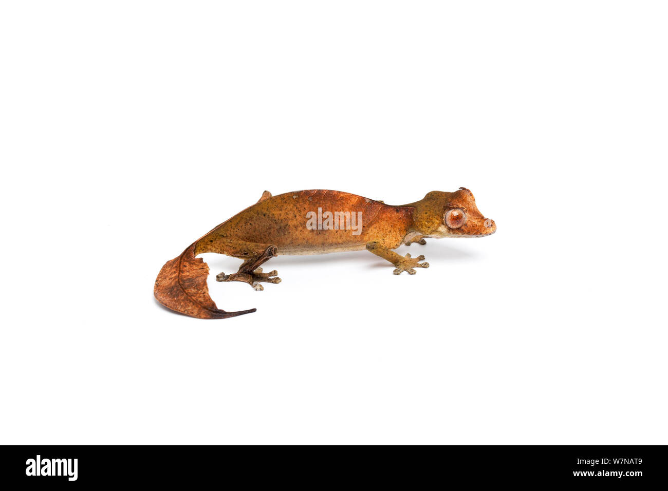 Satanische Leaf-tailed Gecko (Uroplatus Phantasticus), Captive, tritt auf Madagaskar Stockfoto
