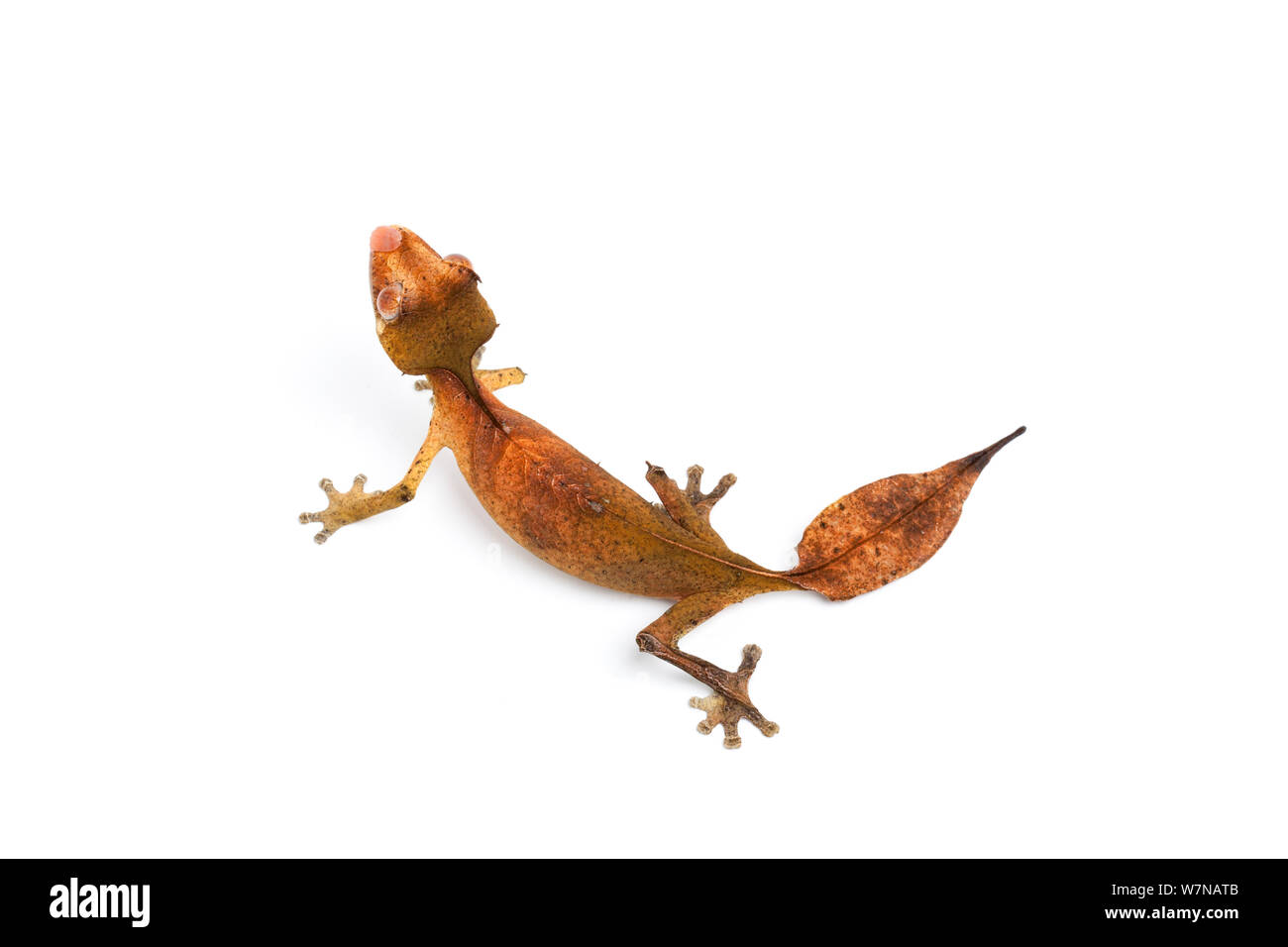 Satanische Leaf-tailed Gecko (Uroplatus Phantasticus), Captive, Madagacar auftritt Stockfoto