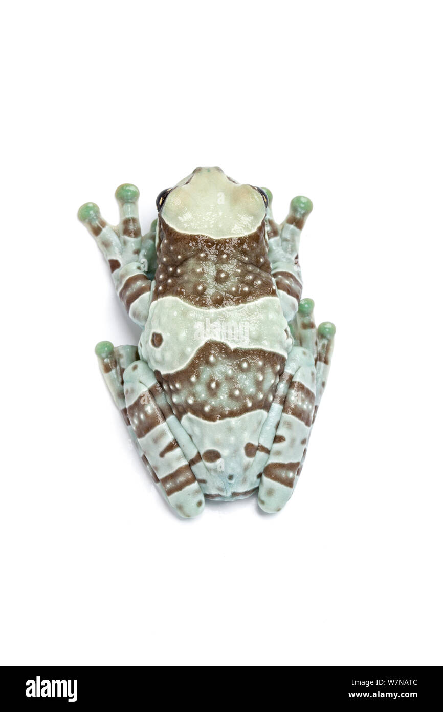 Amazon Milch Frosch (Phrynohyas resinifictrix), Captive, tritt auf, Südamerika Stockfoto