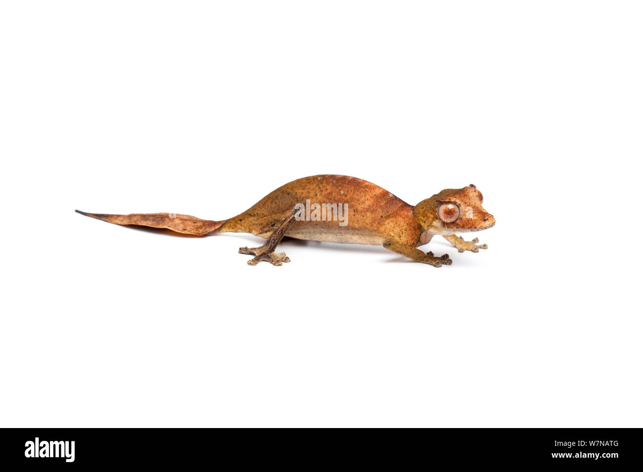 Satanische Leaf-tailed Gecko (Uroplatus Phantasticus), Captive, tritt auf Madagaskar Stockfoto