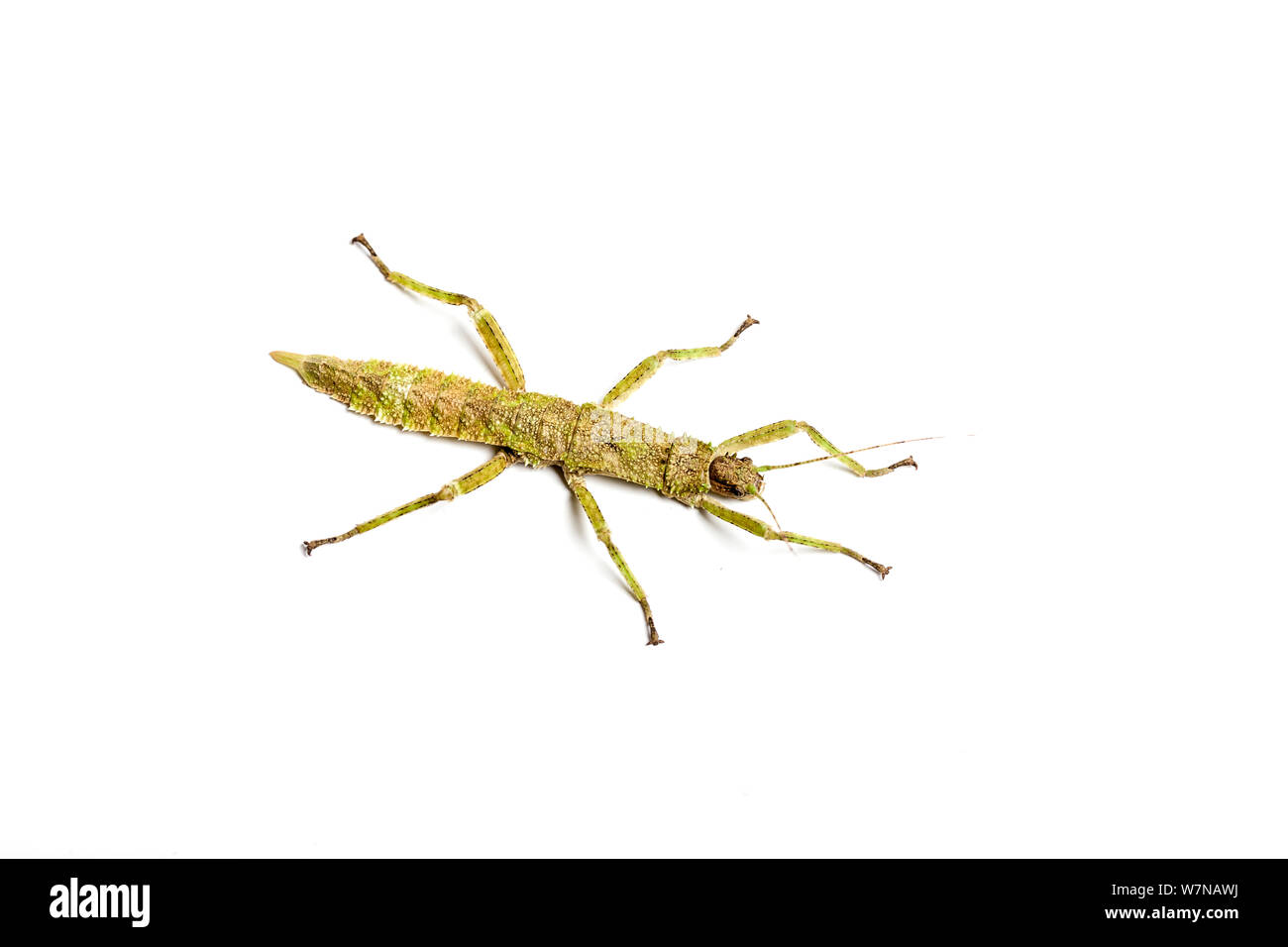 (Giant spiny Stick Insect Eurycantha Coriacea), Nymphe, Captive, tritt auf Neuguinea. Stockfoto