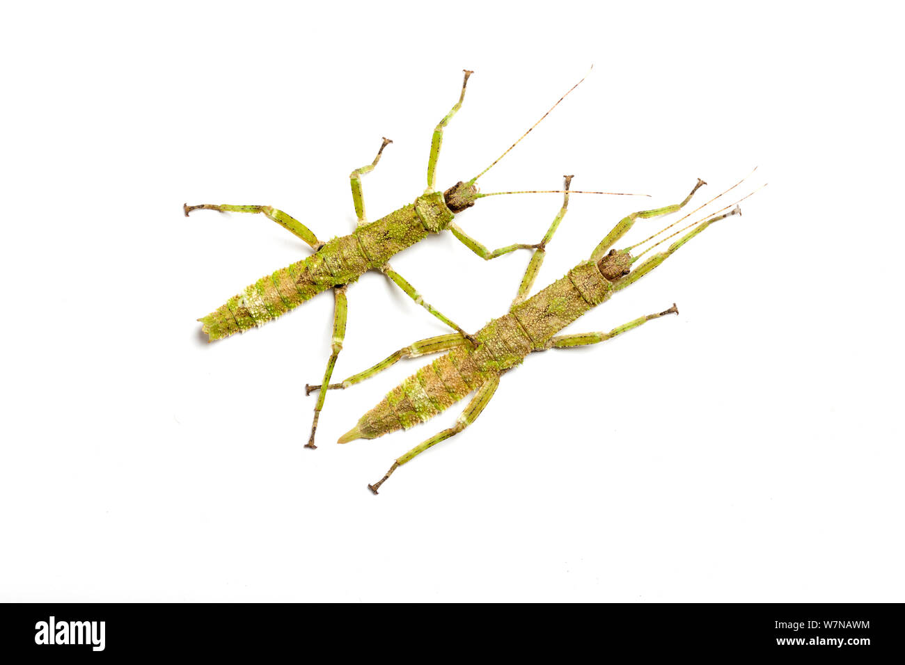 Zwei Giant spiny Stick Insect (Eurycantha Coriacea), Nymphen, Captive, tritt auf Neuguinea. Stockfoto