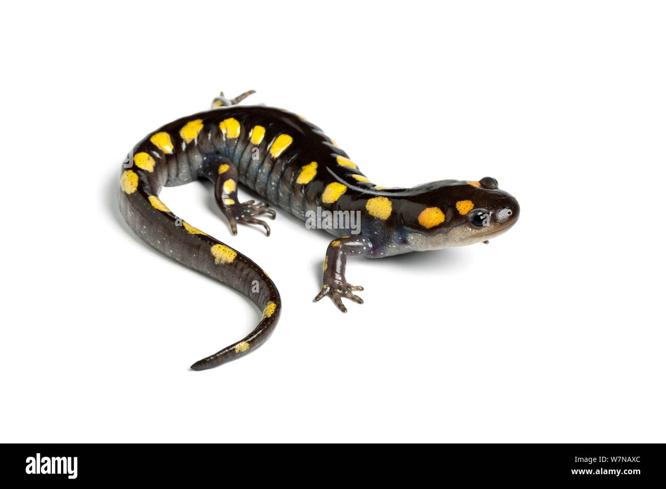 Gefleckte salamander (Ambystoma maculatum), Captive, tritt auf, Nordamerika Stockfoto