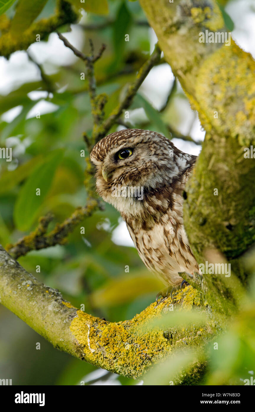 Steinkauz (Athene noctua) Erwachsene im Baum, Hertfordshire, England, UK, Juni Stockfoto