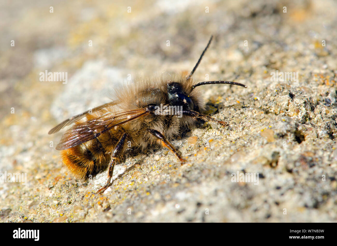 Red mason Bee (Osmia rufa) Erwärmung auf Wand, East Sussex, England, UK, Mai Stockfoto