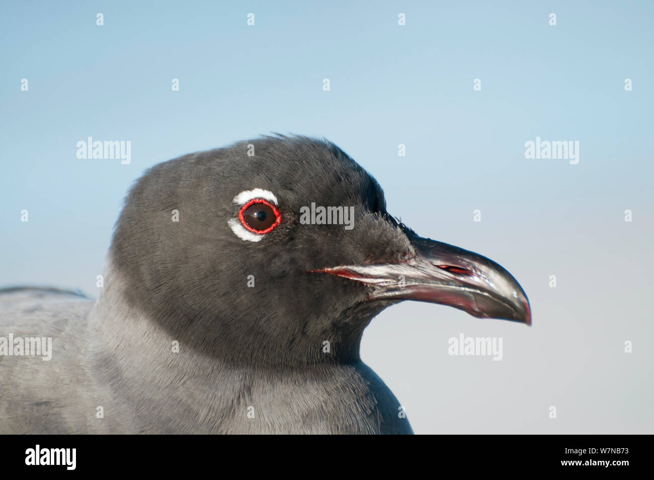 Lava/Dusky Möwe (Leucophaeus Fuliginosus) Kopf hoch. Die Arten endemisch auf die Galapagos, mit rund 1.000 lebenden Personen. Gefährdete Arten. Galapagos, Ecuador, Juni. Stockfoto