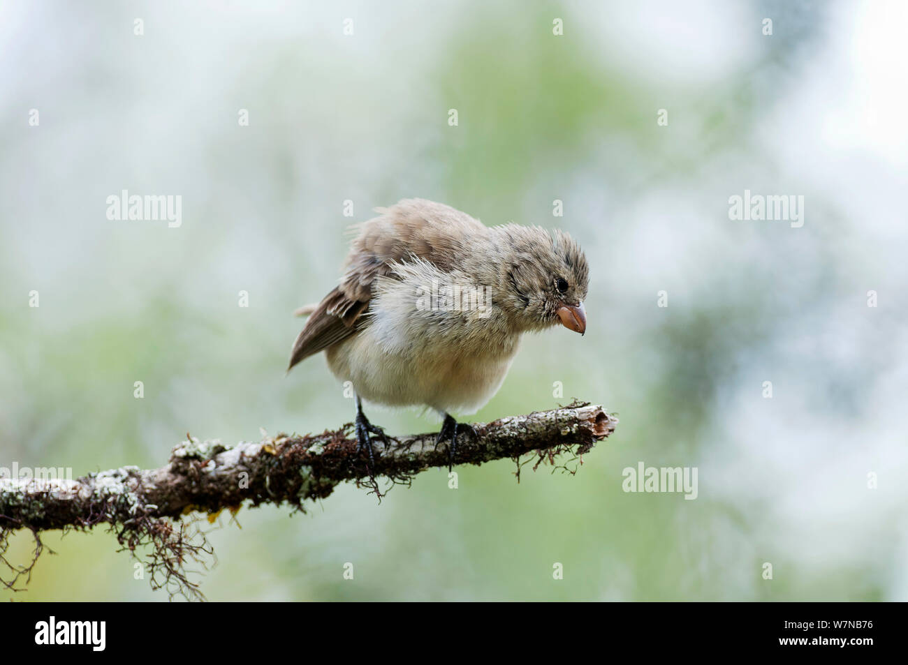 Mittlere baum Finch (Camarhynchus pauper) in Scalesia Baumkronen. Cerro Paja, Insel Floreana, Galapagos, Ecuador, Juni. Stockfoto