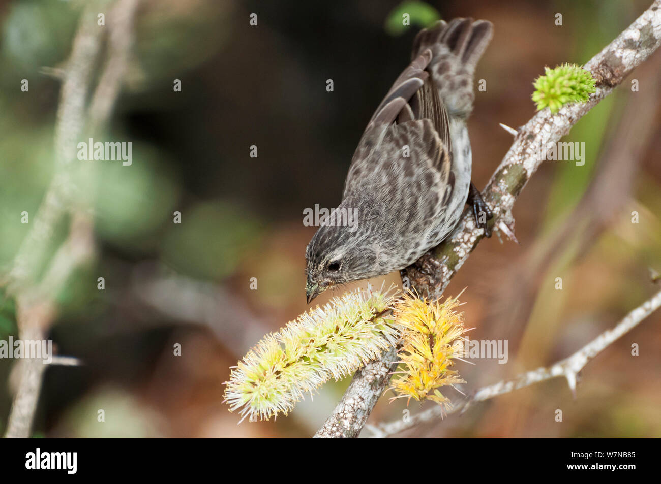 Kleine Grundfinken (Geospiza fuliginosa) Fütterung auf Pollen von prosopis Blumen. Academy Bay, Santa Cruz Island, Galapagos, Ecuador, Dezember. Stockfoto