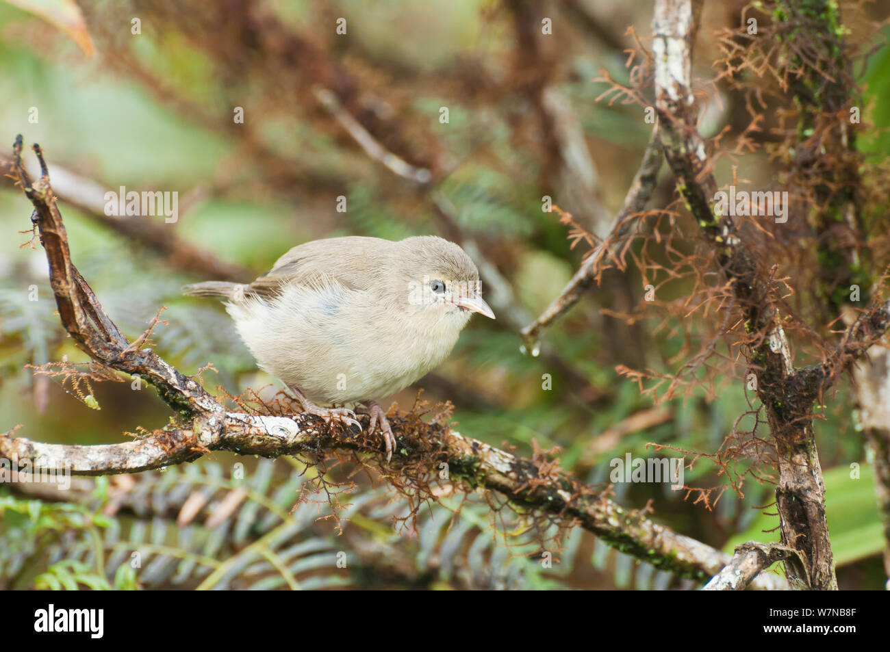 Green warbler Finch (Certhidea olivacea) in Bracken und Miconia Wald. Media Luna, Santa Cruz Highlands, Galapagos, Ecuador, Juni. Stockfoto