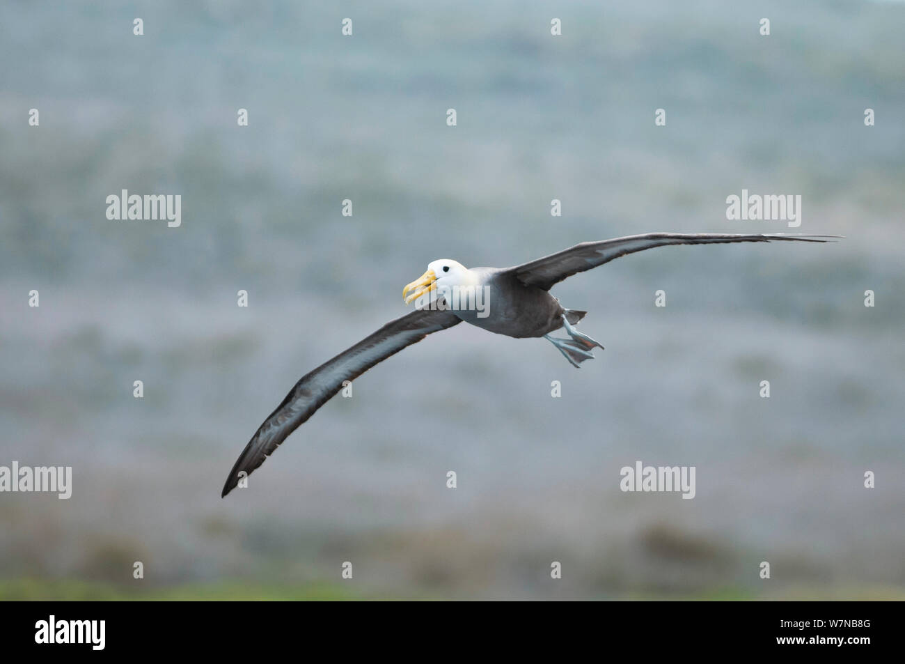 (Phoebastria irrorata winkte Albatross) im Flug. Punta Cevallos, Espanola (Haube) Island, Galapagos, Ecuador, Mai. Stockfoto