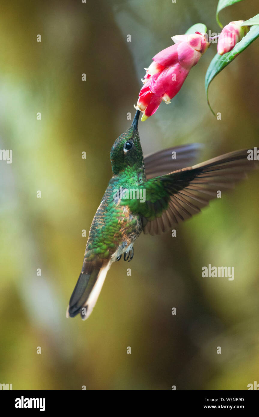 Buff tailed Coronet (Boissonneaua flavescens) Ernährung bei Blumen, Bellavista Nebelwald private Reserve, tandayapa Tal, andinen Nebelwald, tropischen Anden, Ecuador Stockfoto