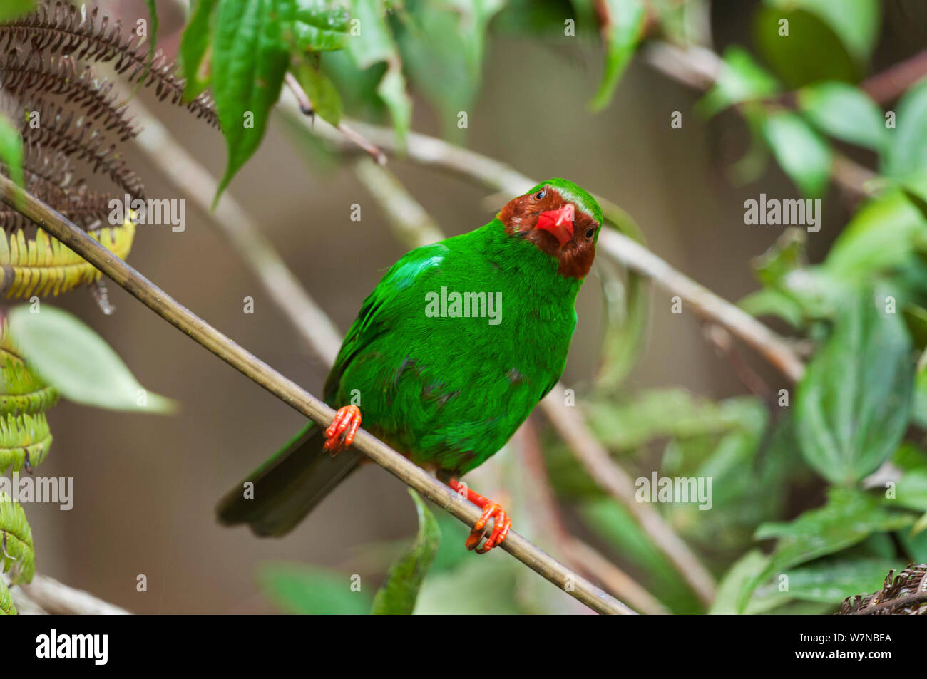 Gras grün Tanager (Chlorornis riefferii) Porträt, Bellavista private Cloud Forest Reserve, 1700 m Höhe, tandayapa Tal, andinen Nebelwald, Westhang, tropischen Anden, Ecuador Stockfoto