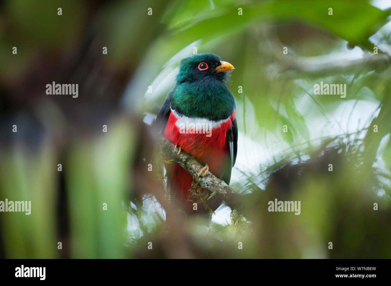 Maskierte trogon (Trogon personatus) Bellavista Nebelwald private Reserve, 1700 m Höhe, tandayapa Tal, Anden Cloud Forest, Ecuador Stockfoto