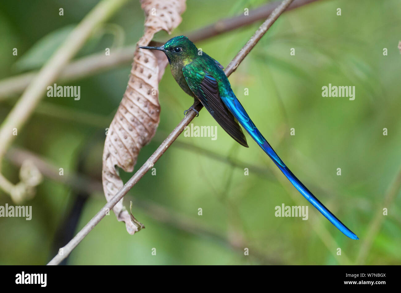 Violett tailed sylph (Aglaiocercus coelestis) Angel Paz finden, Mindo region, Anden und Regenwald, Ecuador Stockfoto